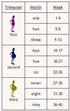 Stages Pregnancy on Pregnancy Issues  Trimester Chart