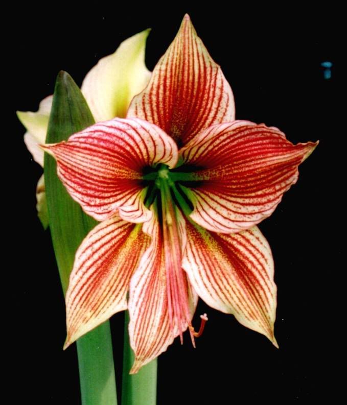 Exotic Star...is it really?