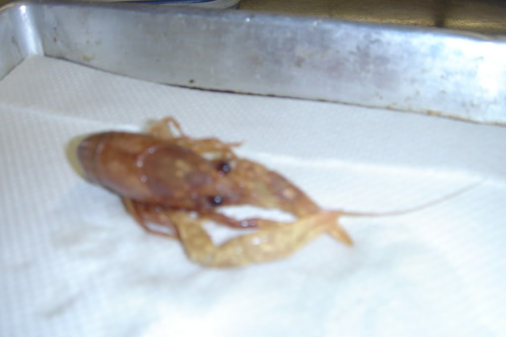 crayfish disection