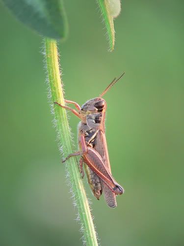  grasshoper