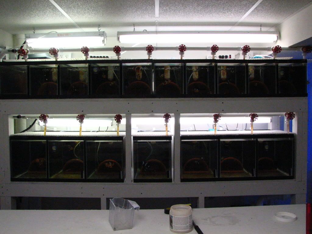 Clowns83108002 - Fish Breeding Systems - Broodstock and 2 Growout - Zeeland