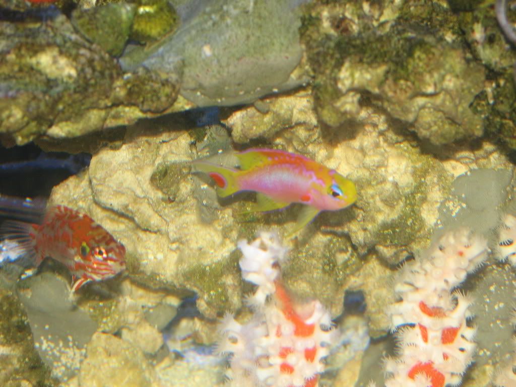 IMG 0911 - Couple Quick Fish Pics From My Sub-Tropical Tank