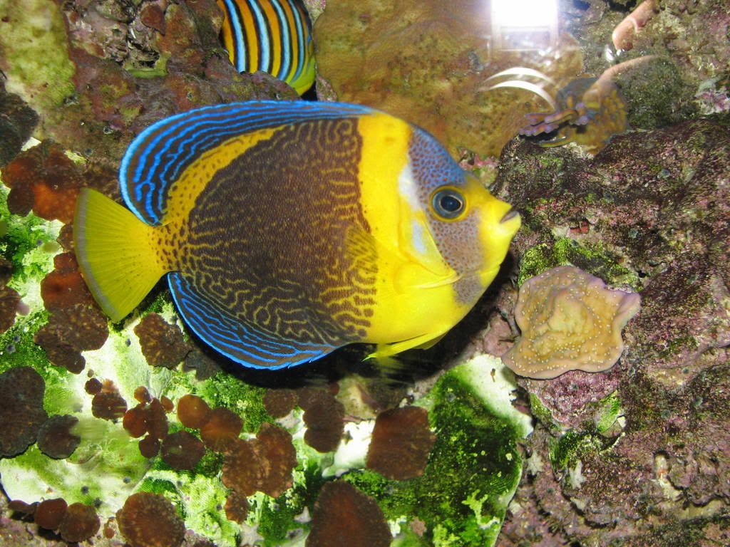 Scribbled Angelfish with Swollen Belly? Michigan Reefers