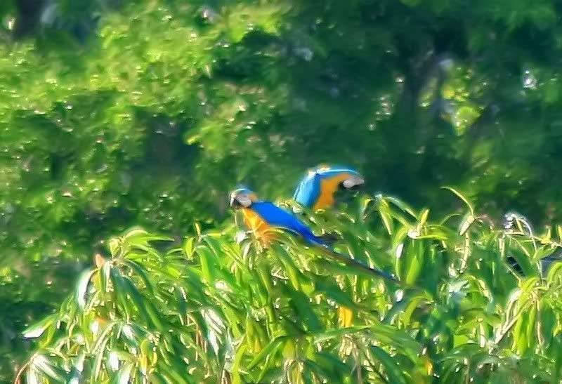 IMAGE: http://i150.photobucket.com/albums/s104/tigeracosta/469875836_f0834c3aab_o.jpg