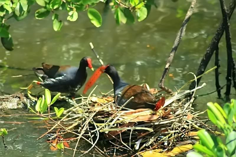 IMAGE: http://i150.photobucket.com/albums/s104/tigeracosta/CommonMoorhen.jpg
