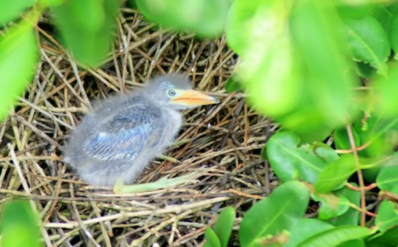IMAGE: http://i150.photobucket.com/albums/s104/tigeracosta/GreenHeronChick4.jpg