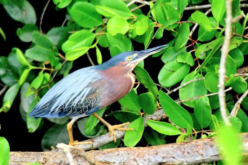 IMAGE: http://i150.photobucket.com/albums/s104/tigeracosta/IMG_5091-3_filtered.jpg