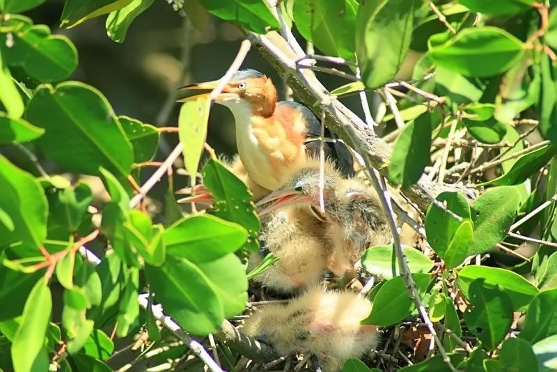 IMAGE: http://i150.photobucket.com/albums/s104/tigeracosta/LeastBittern.jpg