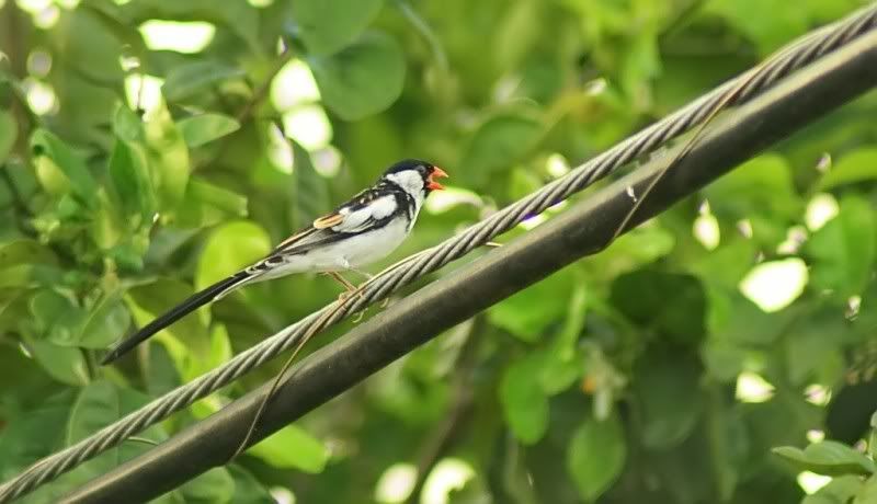 IMAGE: http://i150.photobucket.com/albums/s104/tigeracosta/Pin-TailedWhydah4.jpg