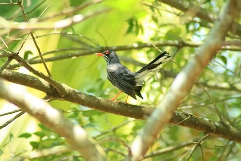 IMAGE: http://i150.photobucket.com/albums/s104/tigeracosta/Red-leggedThrush4.jpg
