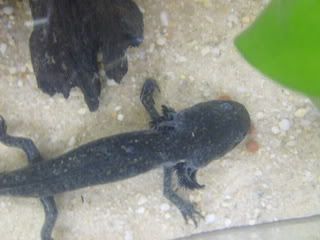 S6302215.jpg