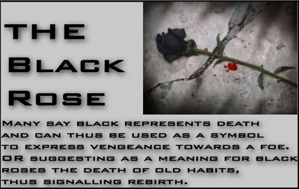 black rose Pictures, Images and Photos