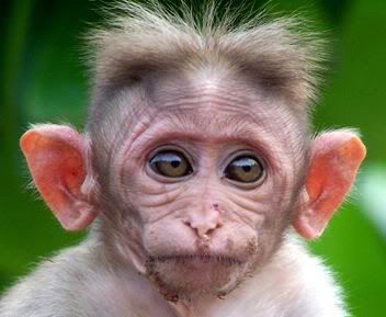 Awkward Monkey