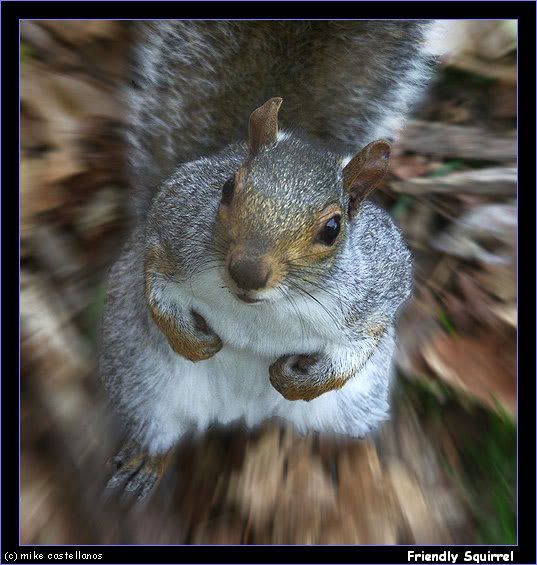 squirrel05.jpg