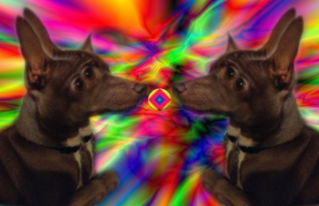 PsychedelicCanine_zps4a0ce2b5.jpg