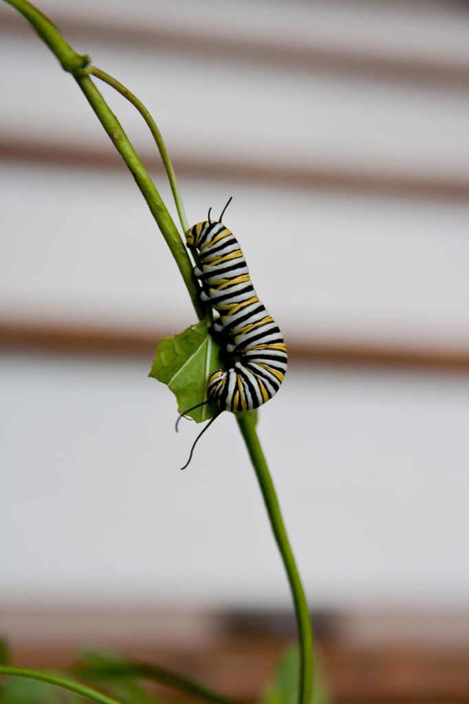 IMAGE: http://i150.photobucket.com/albums/s110/JokerGirlsPhotos/IMG_3449.jpg