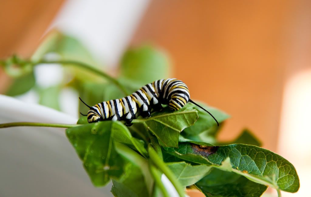 IMAGE: http://i150.photobucket.com/albums/s110/JokerGirlsPhotos/IMG_3459.jpg