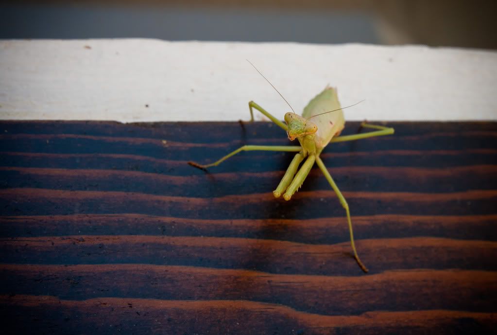 IMAGE: http://i150.photobucket.com/albums/s110/JokerGirlsPhotos/IMG_3463.jpg