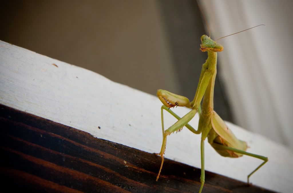 IMAGE: http://i150.photobucket.com/albums/s110/JokerGirlsPhotos/IMG_3468-1.jpg