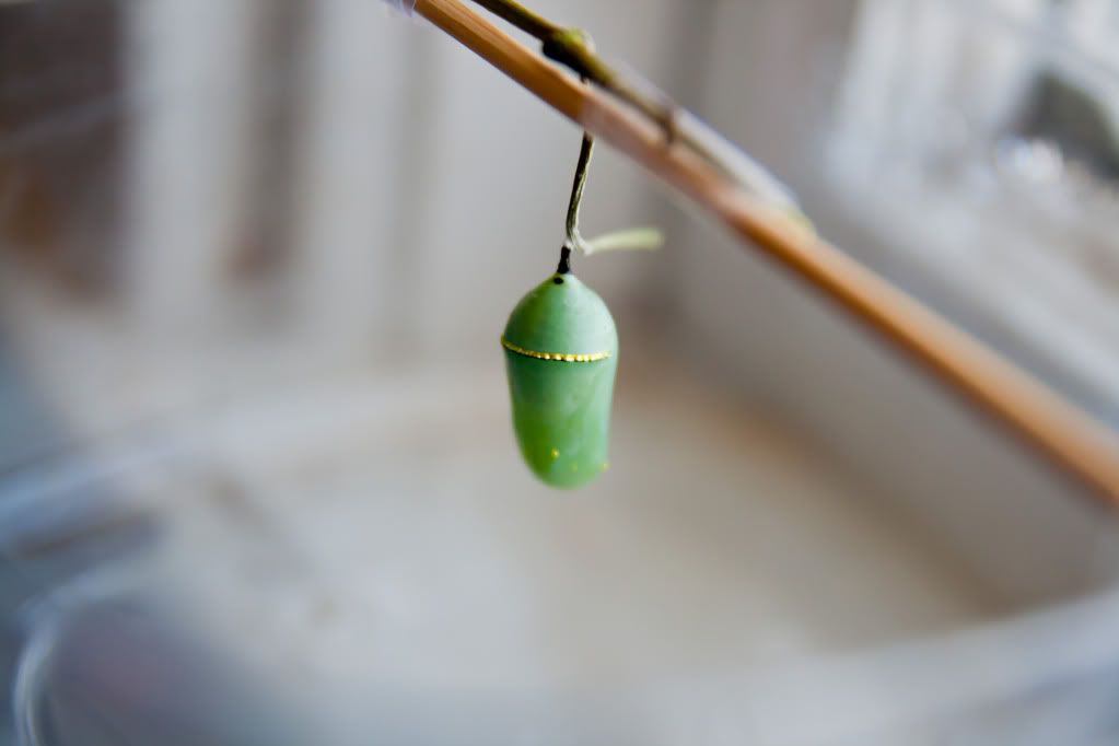 IMAGE: http://i150.photobucket.com/albums/s110/JokerGirlsPhotos/IMG_3492.jpg