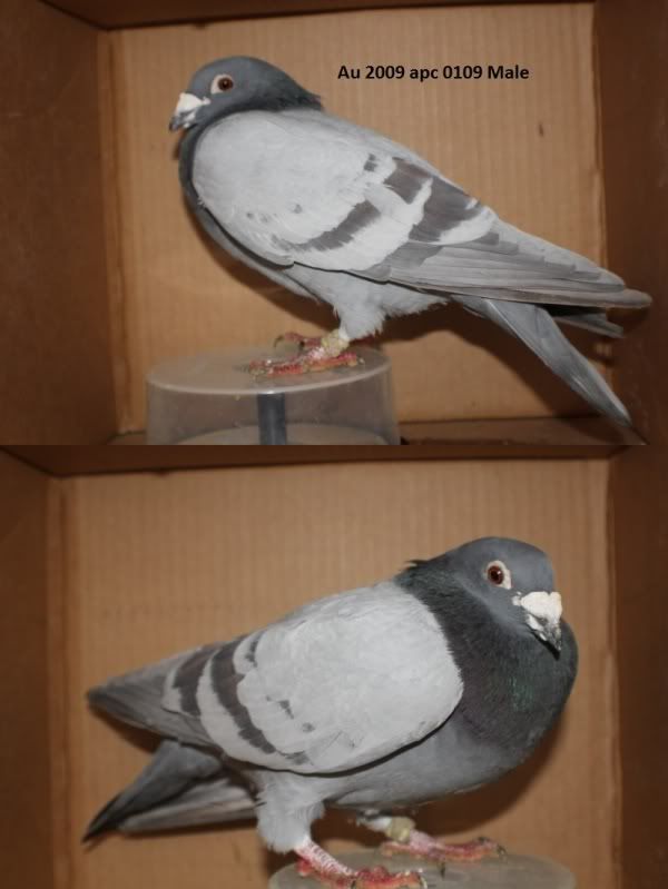 Mike Ganus' 180 Fabry bird... PigeonTalk