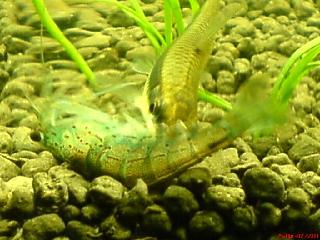 圖檔