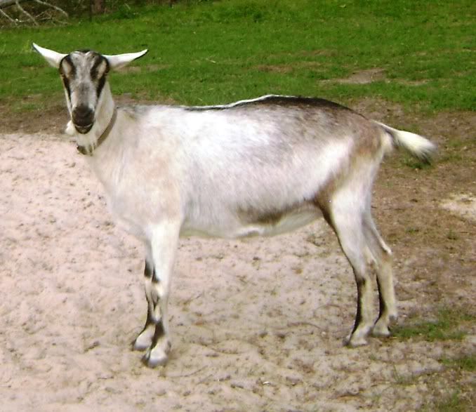 Alpine Goat Pictures