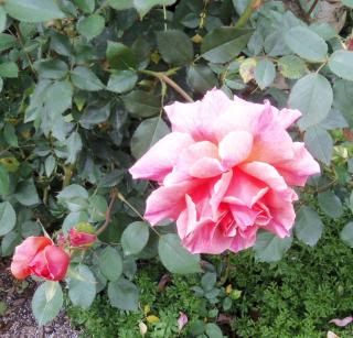  photo Buckincredible_zpse359bc94.jpg