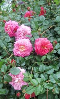  photo chrismarlowe_zps7bbf59f8.jpg