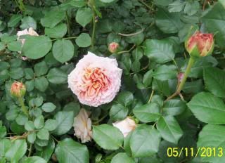  photo evelyn_zps8c606b87.jpg