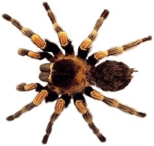 Tarantula spider Pictures, Images and Photos