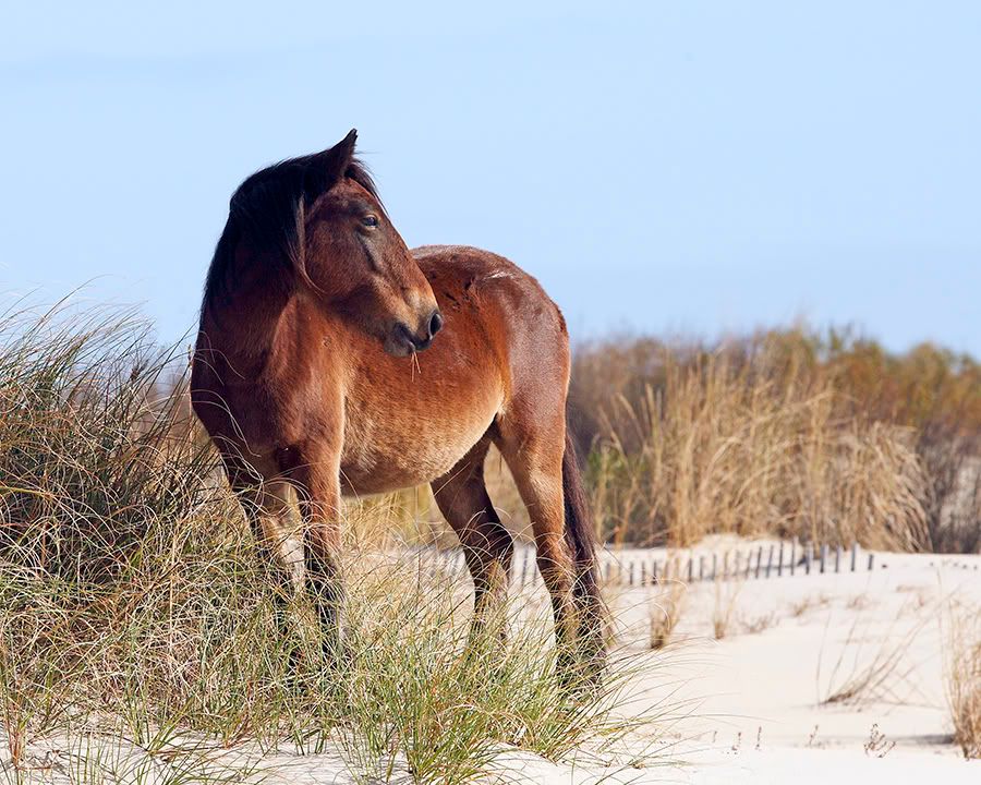 IMAGE: http://i150.photobucket.com/albums/s114/BlueDeuce1/0O9E2343copy.jpg