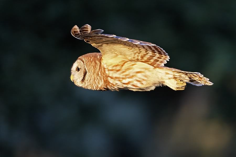 IMAGE: http://i150.photobucket.com/albums/s114/BlueDeuce1/0O9E2665.jpg