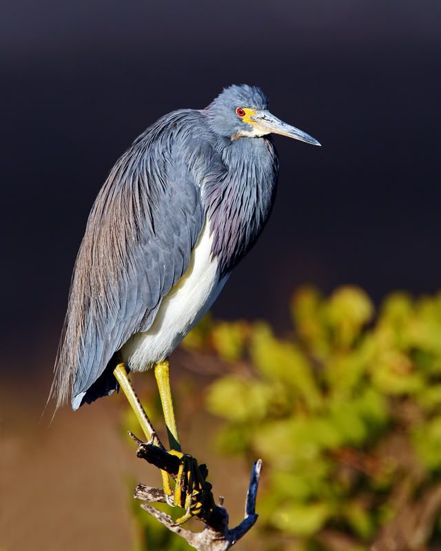 IMAGE: http://i150.photobucket.com/albums/s114/BlueDeuce1/0O9E5114.jpg