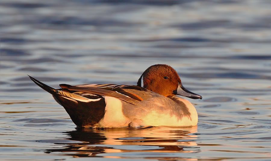 IMAGE: http://i150.photobucket.com/albums/s114/BlueDeuce1/0O9E5181.jpg