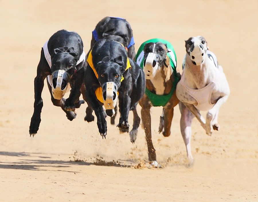 IMAGE: http://i150.photobucket.com/albums/s114/BlueDeuce1/0O9E5233.jpg