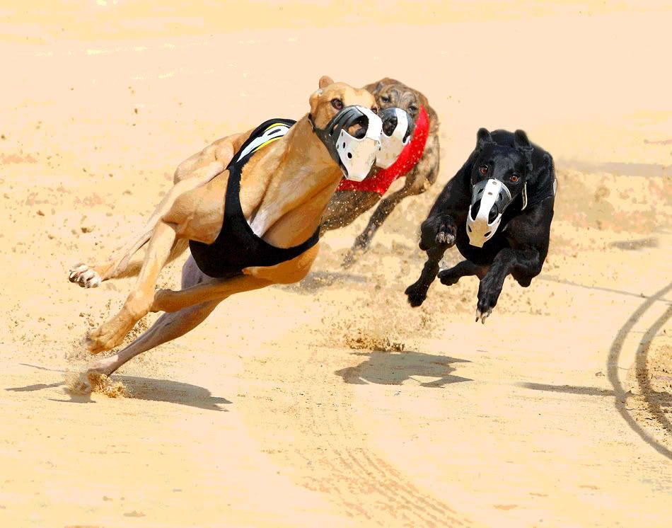 IMAGE: http://i150.photobucket.com/albums/s114/BlueDeuce1/0O9E5319.jpg