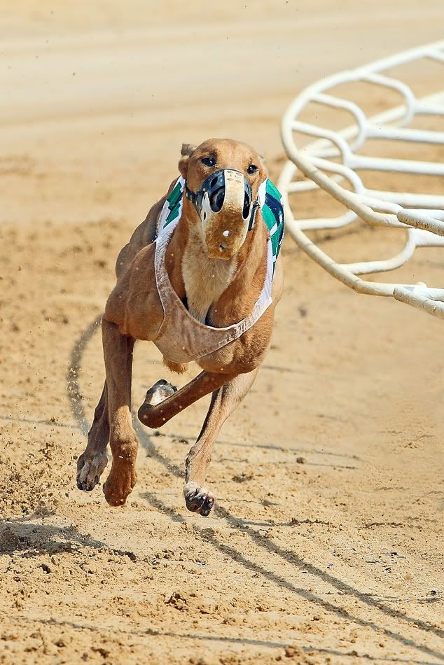 IMAGE: http://i150.photobucket.com/albums/s114/BlueDeuce1/0O9E5339.jpg