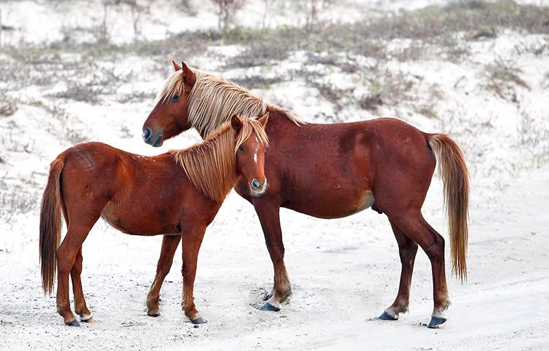 IMAGE: http://i150.photobucket.com/albums/s114/BlueDeuce1/2horsescopy.jpg