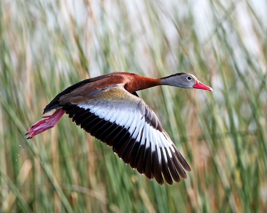 IMAGE: http://i150.photobucket.com/albums/s114/BlueDeuce1/BBWD.jpg