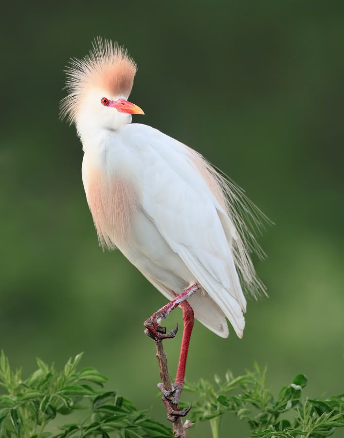 IMAGE: http://i150.photobucket.com/albums/s114/BlueDeuce1/Cattle-Egret.jpg