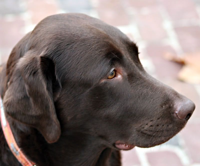 IMAGE: http://i150.photobucket.com/albums/s114/BlueDeuce1/D1.jpg