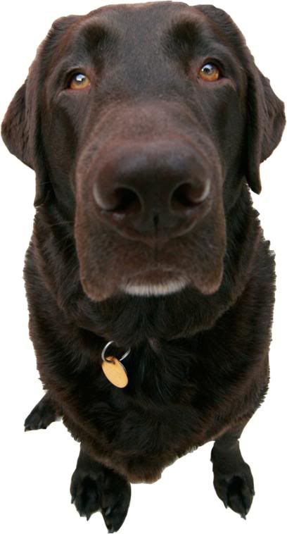 IMAGE: http://i150.photobucket.com/albums/s114/BlueDeuce1/D2.jpg