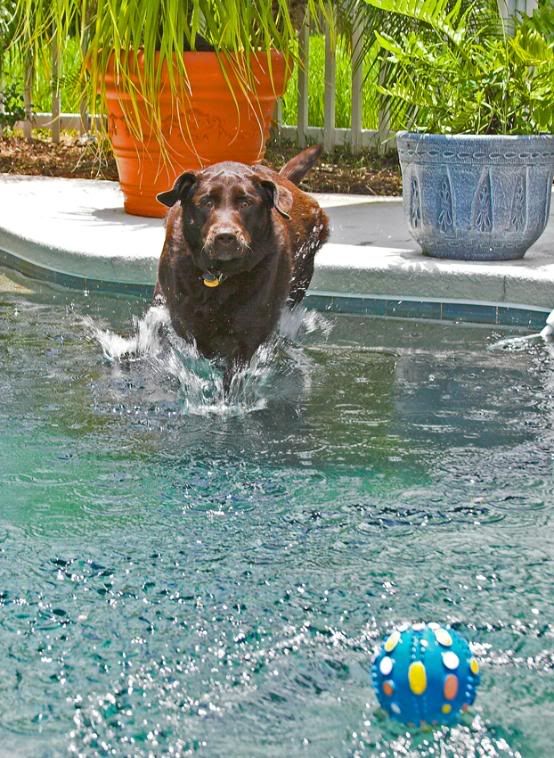 IMAGE: http://i150.photobucket.com/albums/s114/BlueDeuce1/D4.jpg