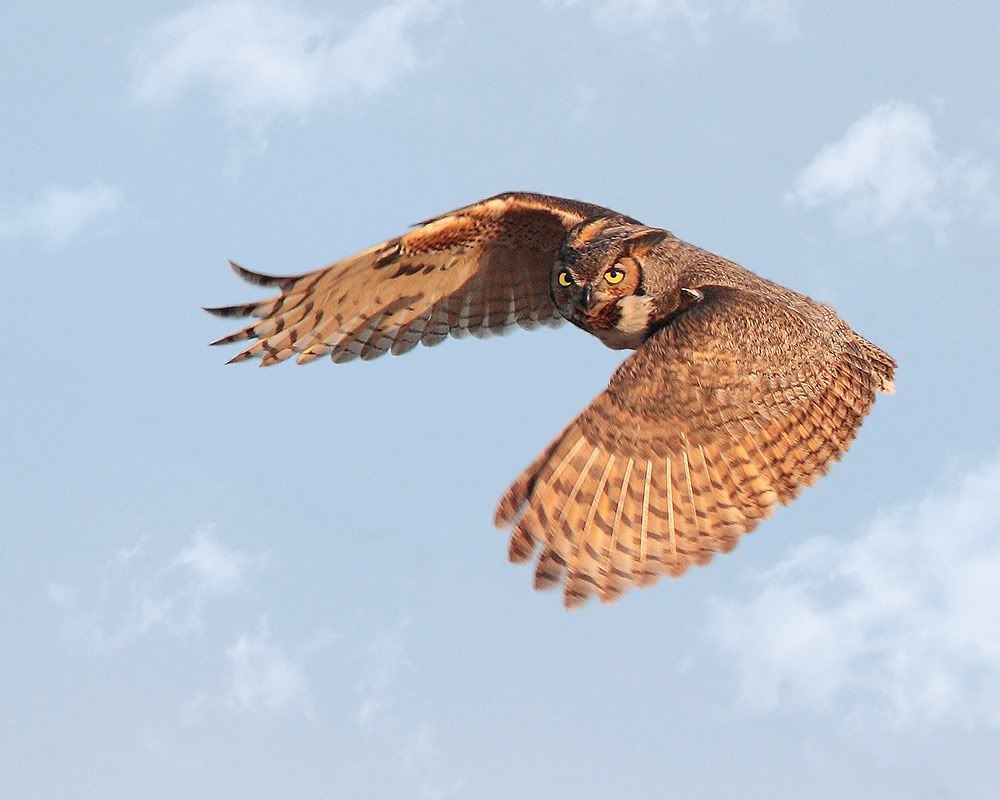 IMAGE: http://i150.photobucket.com/albums/s114/BlueDeuce1/GHOwebbluersky.jpg