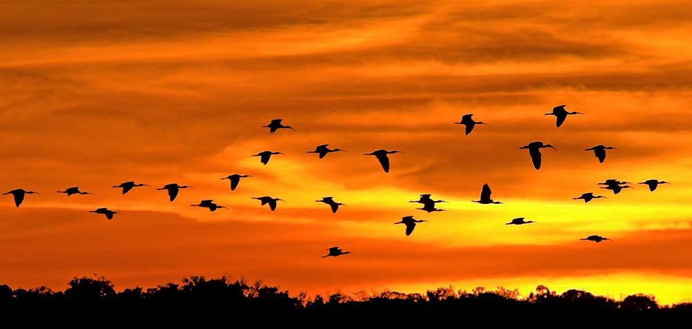 IMAGE: http://i150.photobucket.com/albums/s114/BlueDeuce1/Ibis-sunset.jpg