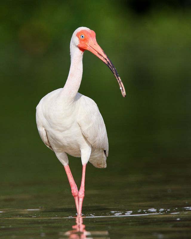 IMAGE: http://i150.photobucket.com/albums/s114/BlueDeuce1/Ibis.jpg