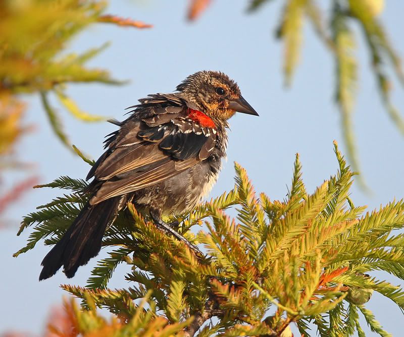 IMAGE: http://i150.photobucket.com/albums/s114/BlueDeuce1/Juvi-RWBB.jpg