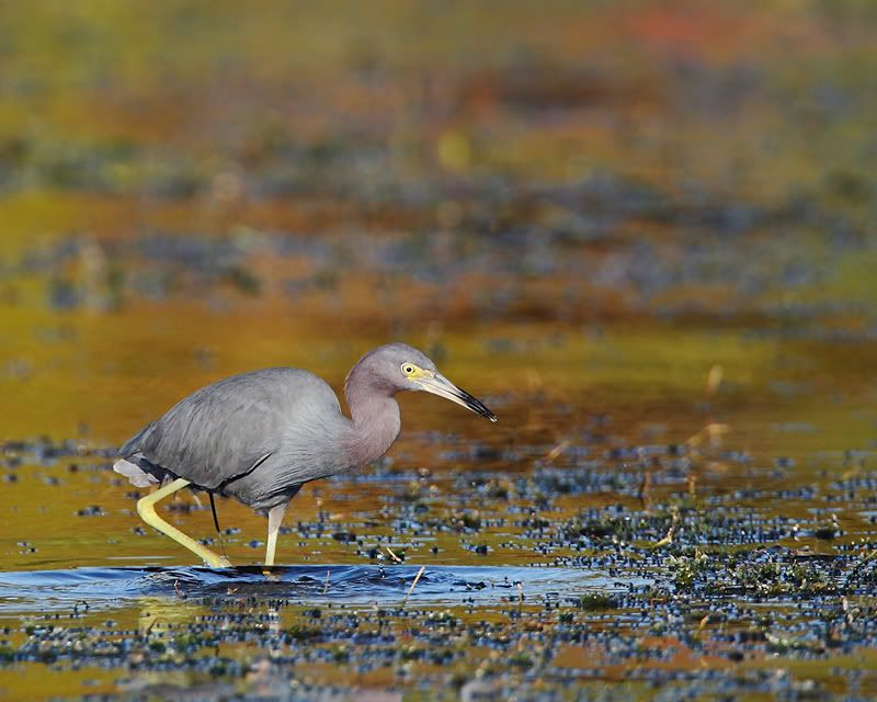 IMAGE: http://i150.photobucket.com/albums/s114/BlueDeuce1/Little-Blue.jpg