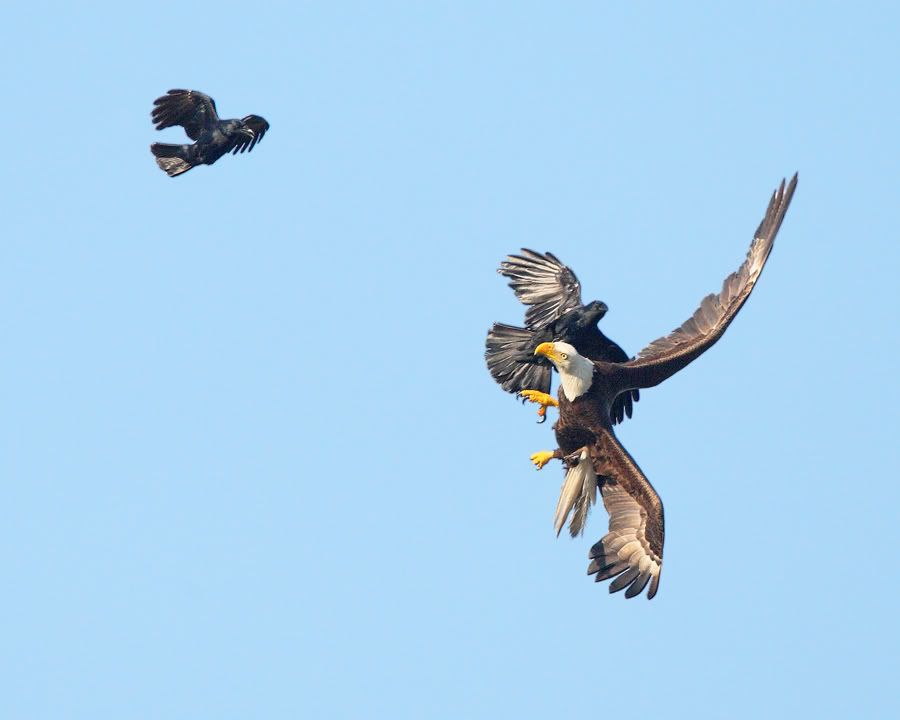 IMAGE: http://i150.photobucket.com/albums/s114/BlueDeuce1/Mothers-Day-harassment.jpg